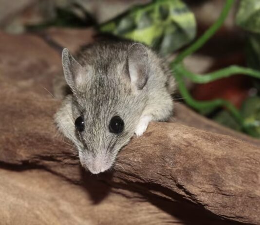 Mouse heads found in canteen lunch boxes in China highlight food safety concerns