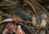 China tightens scrutiny of Japanese food, citing safety reasons
