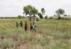 Pakistan: Police arrests several farmers amid protests against wheat procurement policy