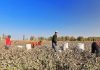 The evolution of forced labour in Xinjiang