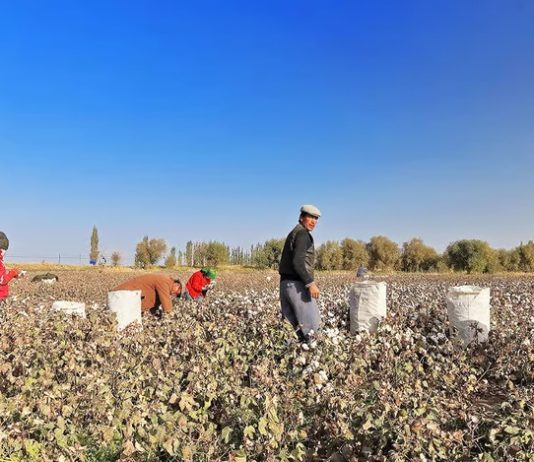 The evolution of forced labour in Xinjiang