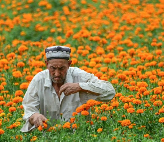 China’s farm sector more tainted by forced labor than previously known, report says