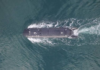 UK Tests Underwater Drone Weapon System Ahead of High-Level Talks