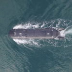 UK Tests Underwater Drone Weapon System Ahead of High-Level Talks